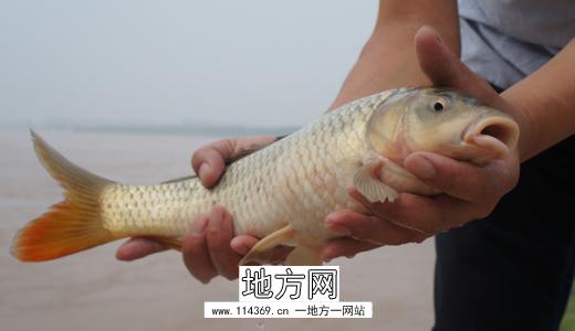 银川特色美食黄河鱼